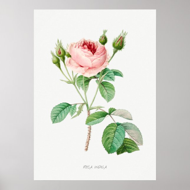 Pink Rose Rosebuds Vintage Botanical Illustration Poster (Front)