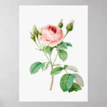 Pink Rose Rosebuds Vintage Botanical Illustration