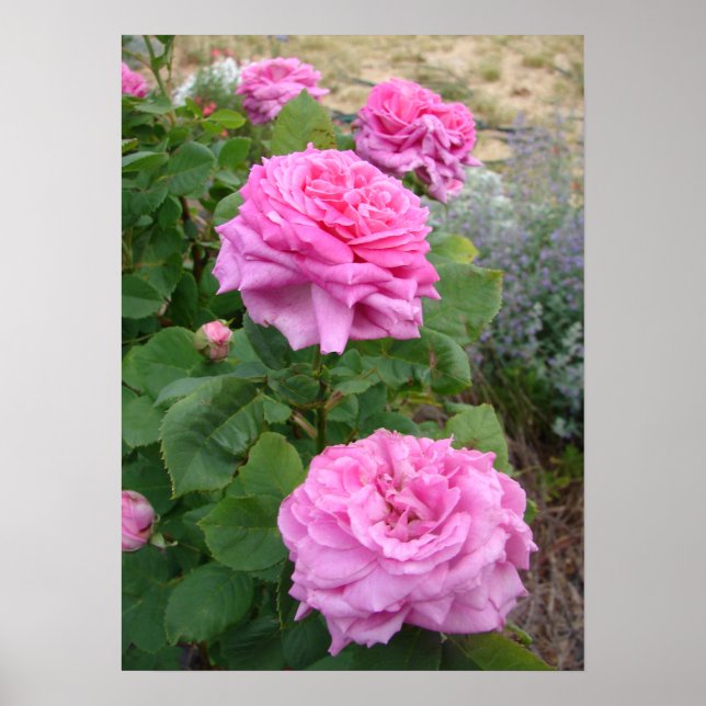 Pink Rose Roses Floral Flower Garden John Hopper Poster (Front)