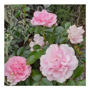 Pink Rose Roses Flower Floral Garden Radox Bouquet Poster