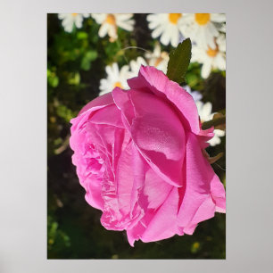 Pink Rose Roses Flower Garden L'Ouche Cabbage Poster
