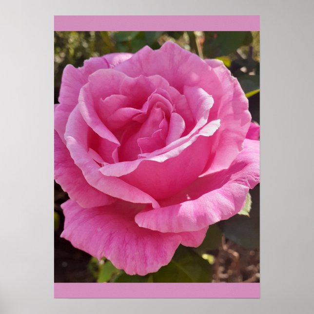Pink Rose Roses Flower Garden Perfume Delight Poster (Front)