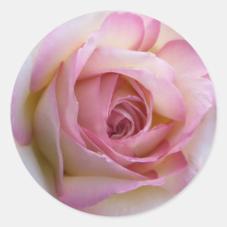Pink Rose Round Sticker