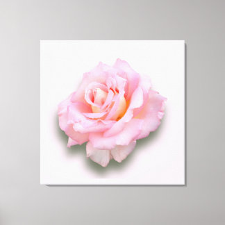 Pink Rose 'Scentsation' Canvas Print