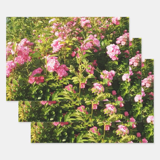Pink Rose Secret Garden  Wrapping Paper Sheet (Set)