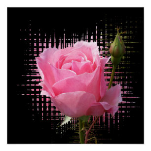pink rose splash poster