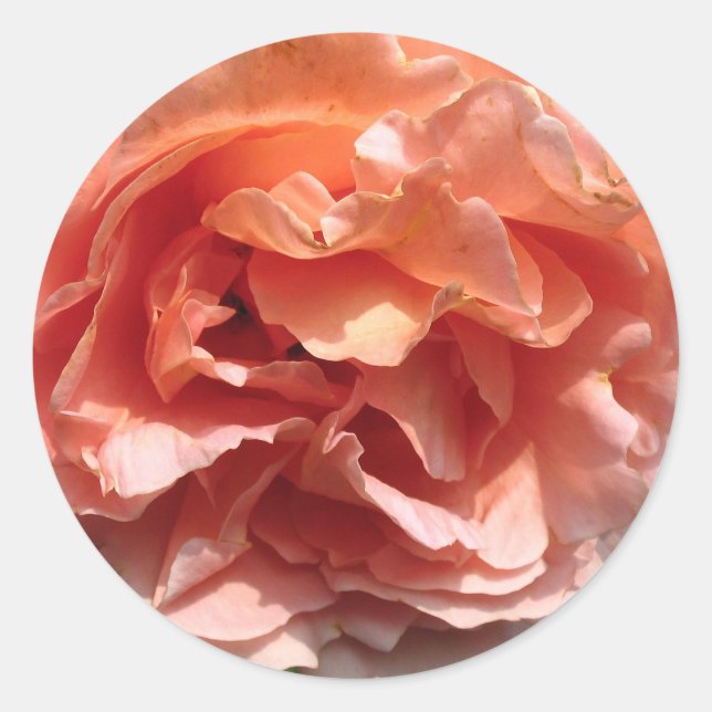 Pink Rose Sticker (Front)