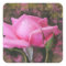 Pink Rose Stickers
