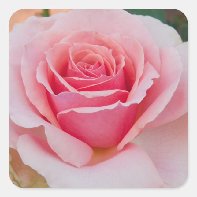Pink Rose Stickers (Front)
