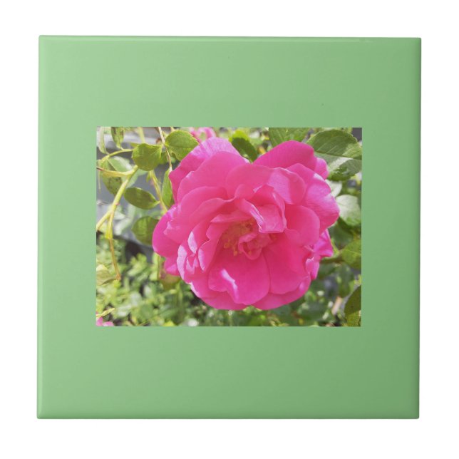 Pink Rose Tile (Front)