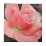 Pink Rose  Tile<br><div class="desc">Pastel pink rose blossom.</div>