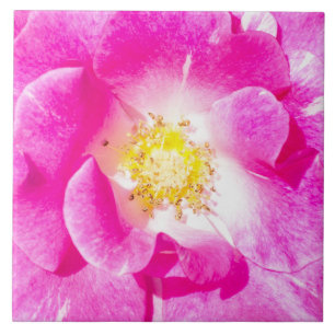 Pink rose tile