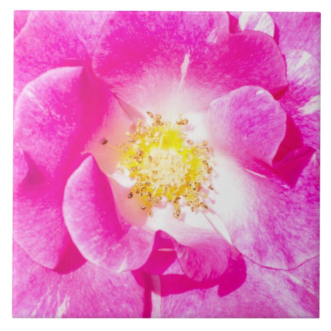 Pink rose tile (Front)