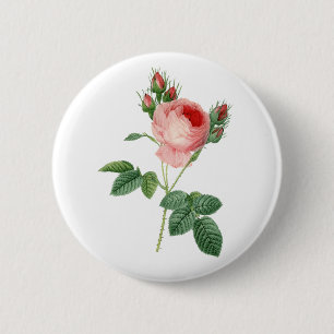 Pink rose vintage botanical illustration 2 inch round button