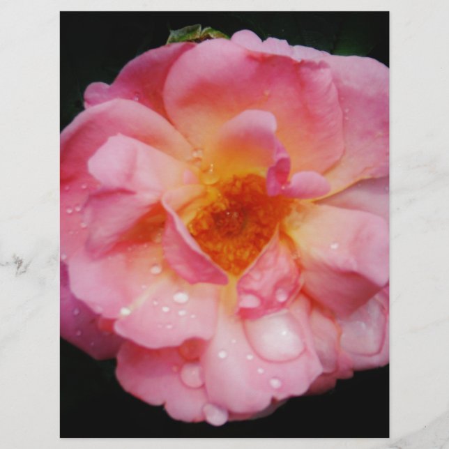 Pink Rose w/ Dew Drops Black Background (Front)