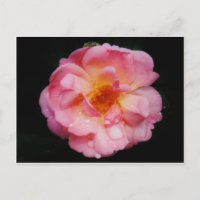 Pink Rose w/ Dew Drops Black Background