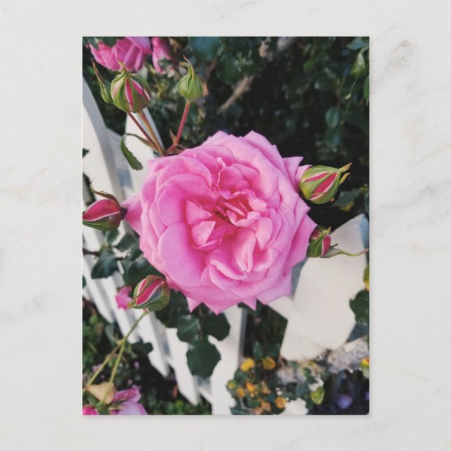 Pink rose white fence postcard (Front)