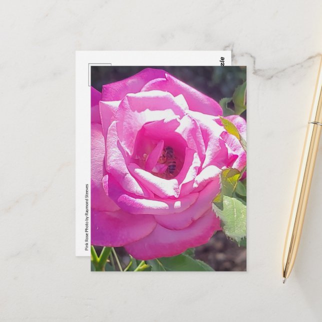 Pink Rose with a Bee Postcard (Front/Back In Situ)