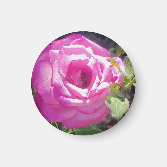 Pink Rose with a Bee Rose Magnet (Front)