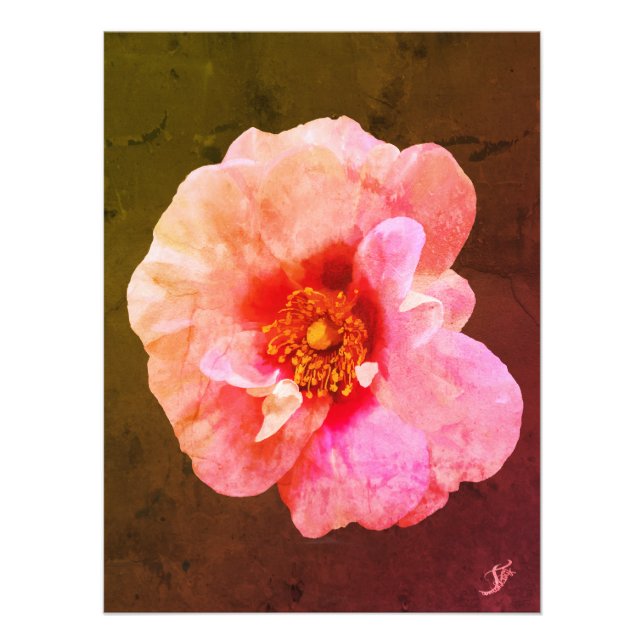 Pink Rose with dark heart - Oil Painting Photo Print (Front)