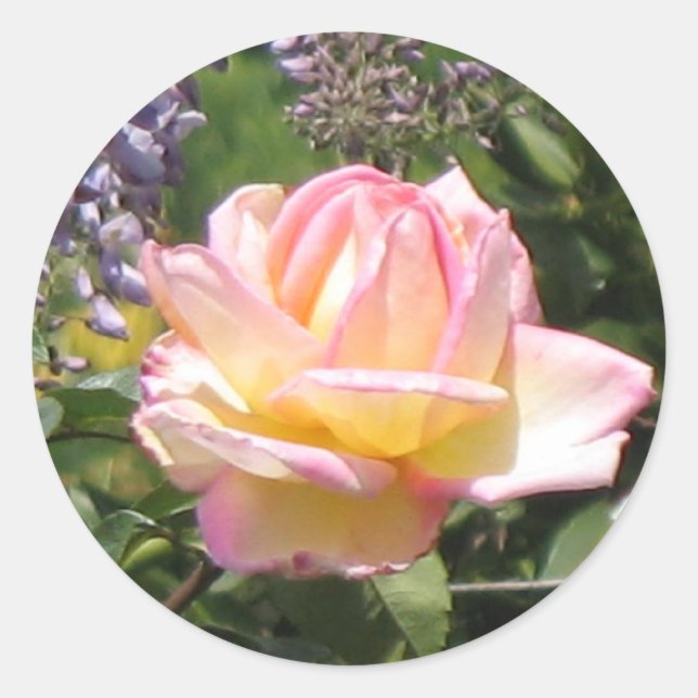 Pink Rose with Purple Wisteria Sticker (Front)