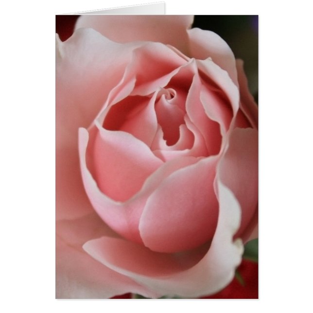 Pink Rosebud (Front)