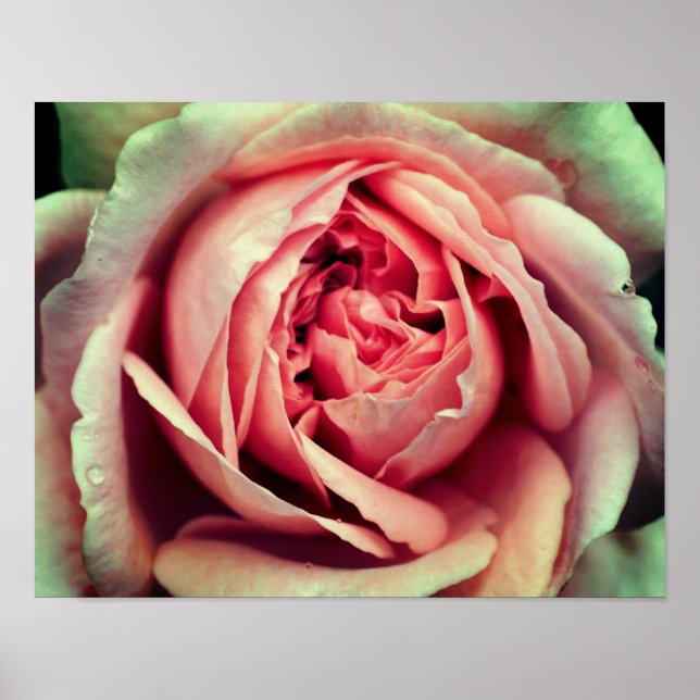Pink Rosebud Centre Up Close Poster (Front)