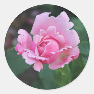 Pink Rosebud Classic Round Sticker