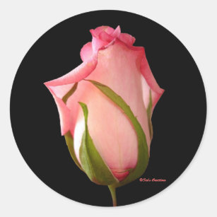 Pink Rosebud Classic Round Sticker