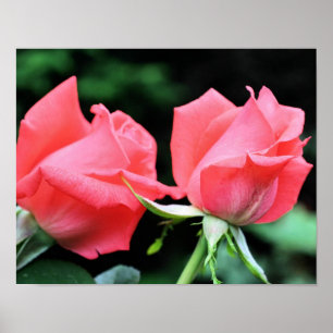 Pink Rosebud Pair Poster