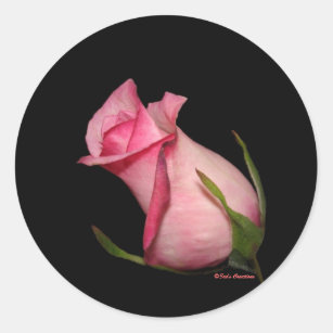 Pink Rosebud (Tilted) Classic Round Sticker
