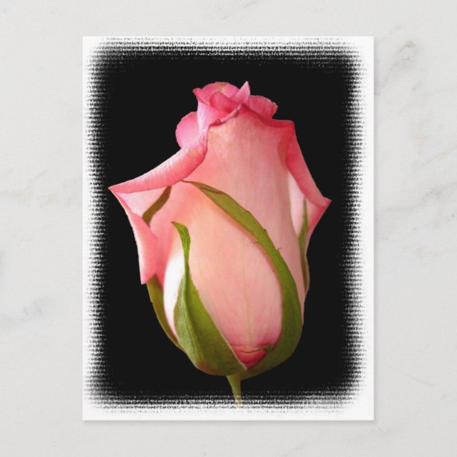 Pink Rosebud with Fancy Border Postcard (Front)