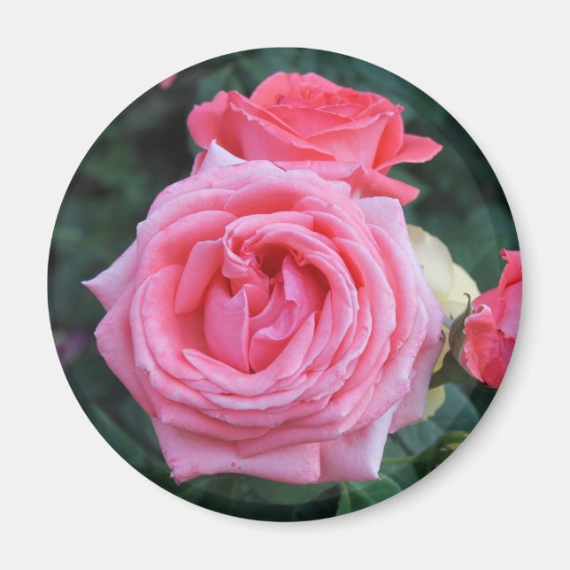 Pink Rosebuds Magnet (Front)