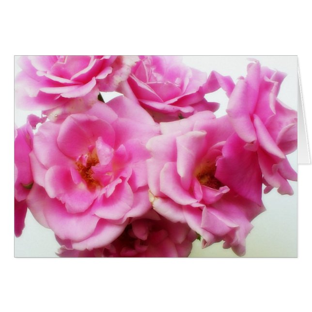 PInk Roses (Front Horizontal)
