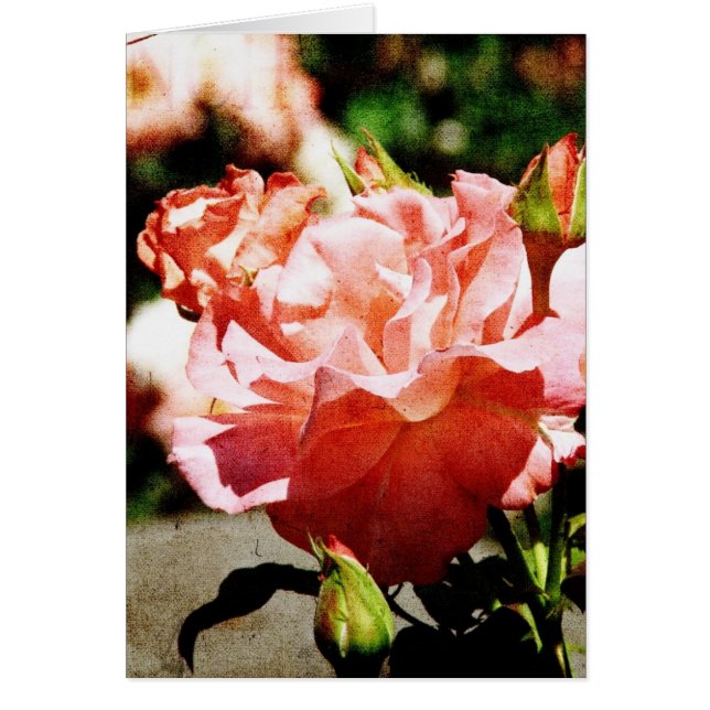 Pink Roses (Front)