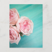 Pink roses and teal background