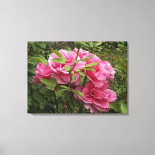 Pink Roses Canvas Print
