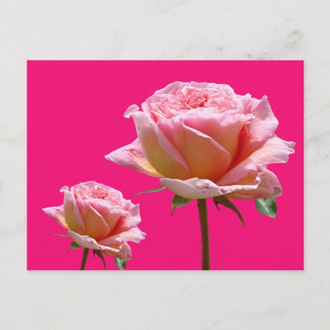Pink Roses Close Up Cust. BG Colour DIY Postcard (Front)