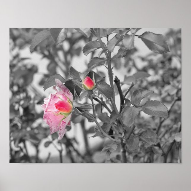 Pink Roses Colour Splash Photo Poster (Front)