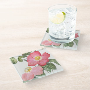 Pink Roses Flowers Pierre Redoute Glass Coaster