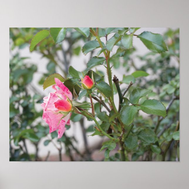 Pink Roses Full Colour Photo Poster (Front)