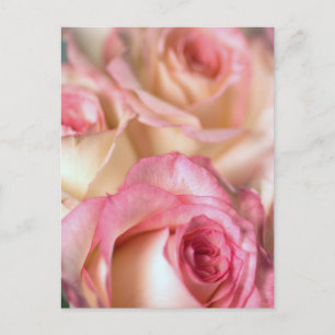 Pink Roses Gift Postcard