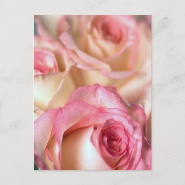 Pink Roses Gift Postcard (Front)
