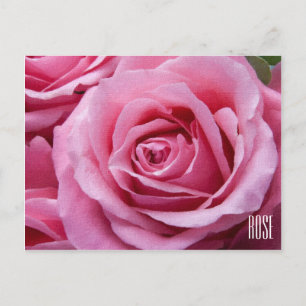 Pink Roses Horizontal Postcard