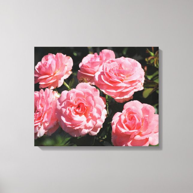 Pink Roses in bloom Canvas Print (Front)