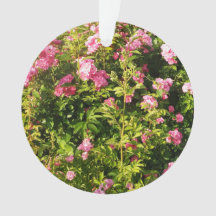 Pink Roses in bloom