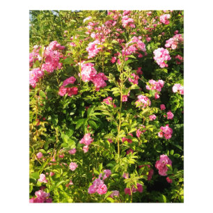 Pink Roses in bloom Photo Print
