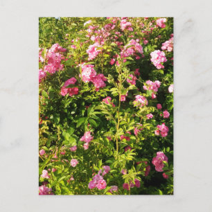 Pink Roses in bloom Postcard