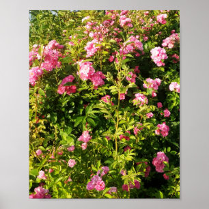Pink Roses in bloom Poster