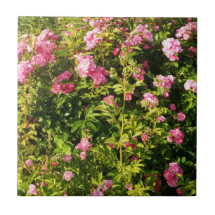 Pink Roses in bloom  Tile